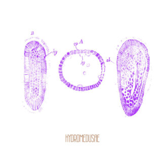 hydromedusae LP